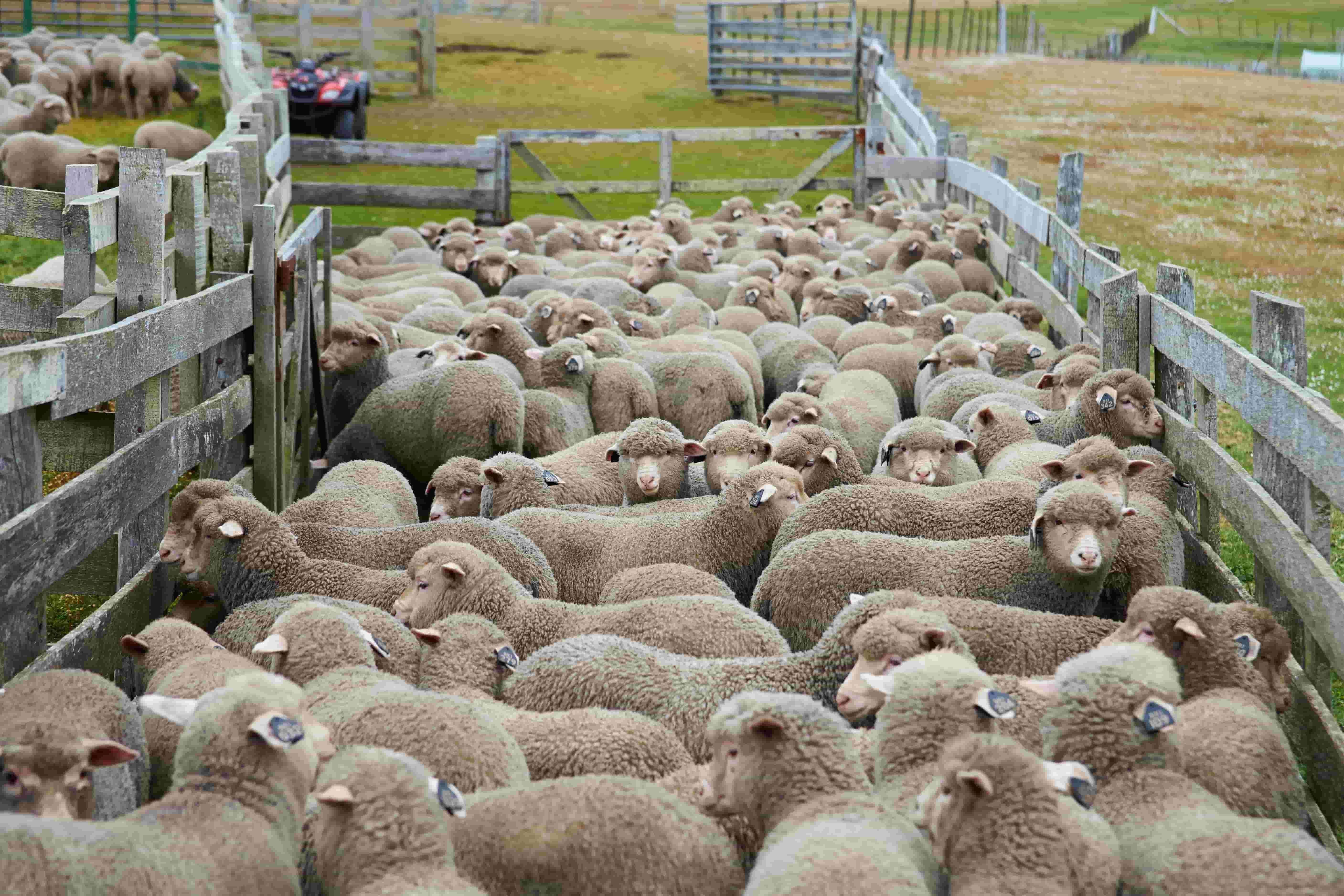 What Is A Sheep Farm Called In Australia